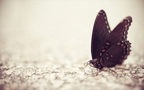 butterfly