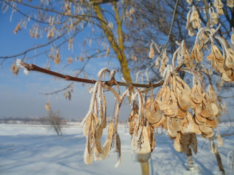 Paveikslėlis