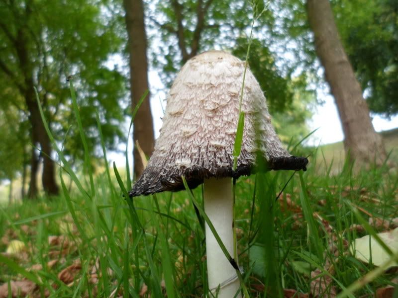 Paveikslėlis