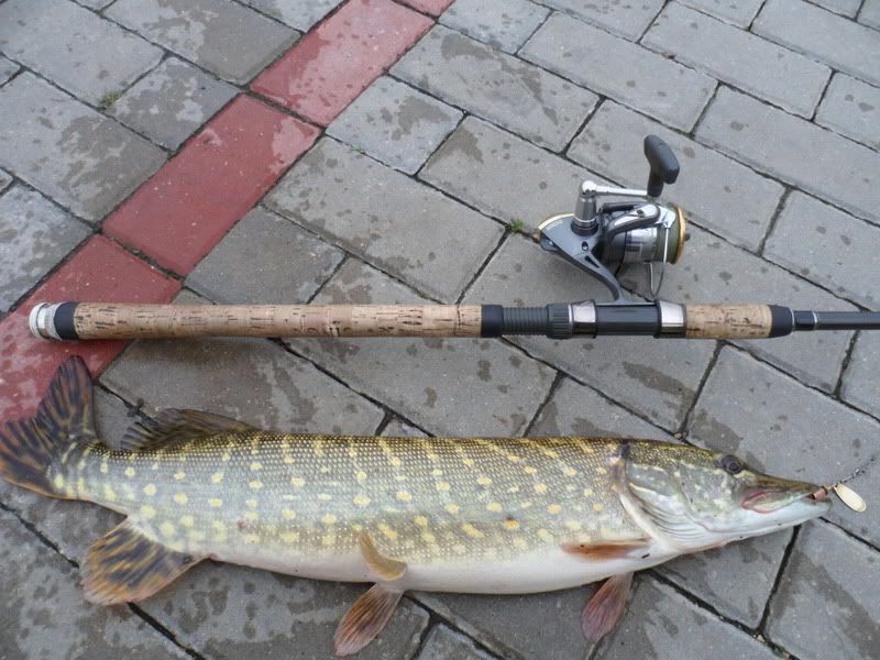 Paveikslėlis
