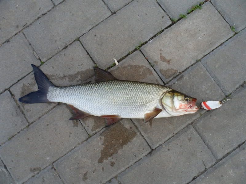 Paveikslėlis