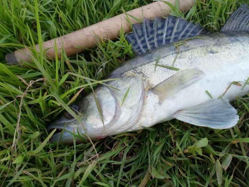 Paveikslėlis