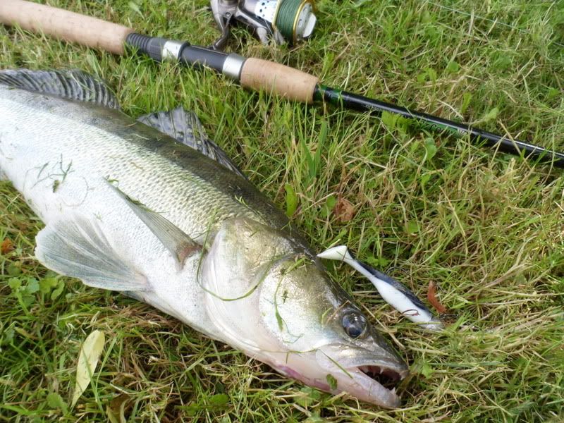 Paveikslėlis