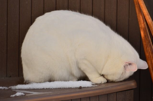 DSC_2363.jpg
