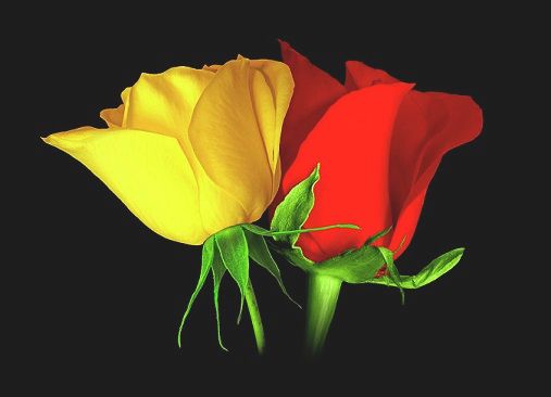photo single-red-and-yellow-roses_zps9b1edfce.jpg