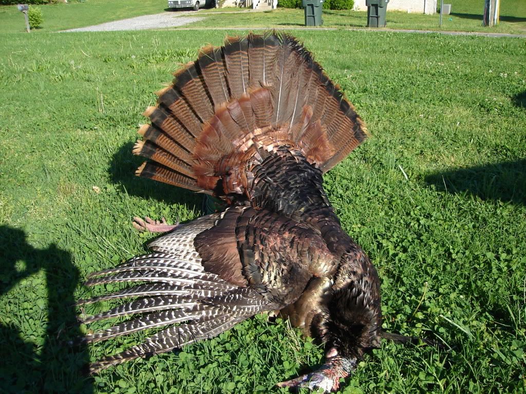 turkeyapril62012020.jpg