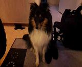 Postad bild