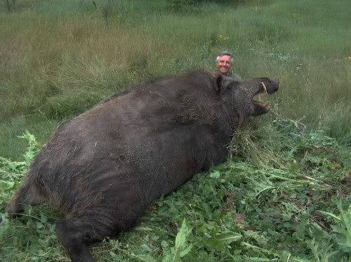 imagenes del fin de semana-perro mancha forma pene-hombre dos caras en una-Hulk cagando