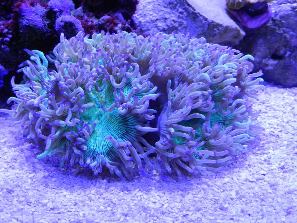 elegance coral