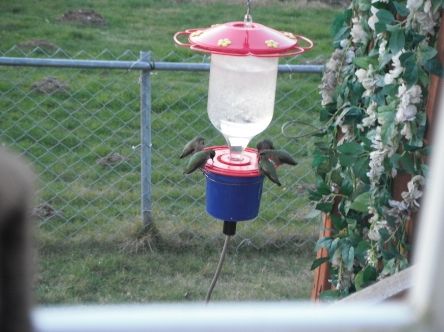 Hummingbird Feeder Freeze Protection Gamefishin Com
