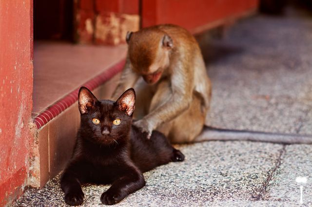 Cat_Massage-2552.jpg