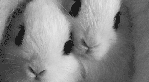 bunnies%202.gif