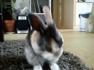 bunnies%203.gif