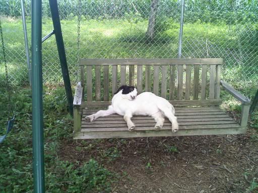 Please, someone send an new pic of the day thread! - Homesteading Questions