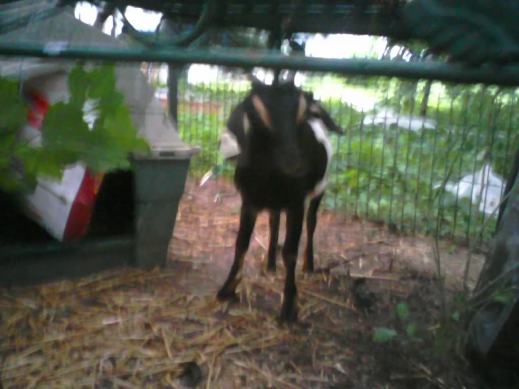 oops, I did it again - Goats