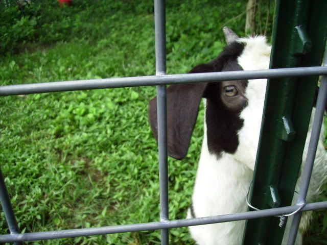 You can't see me - Goats