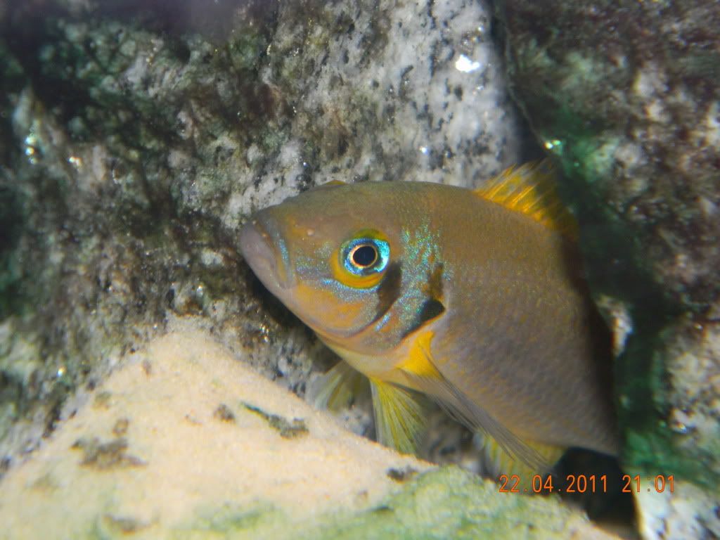Resized Image