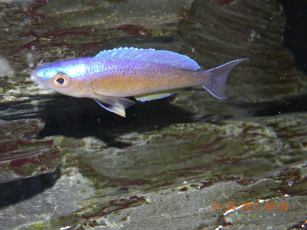 Resized Image