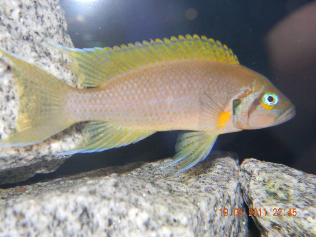 Resized Image