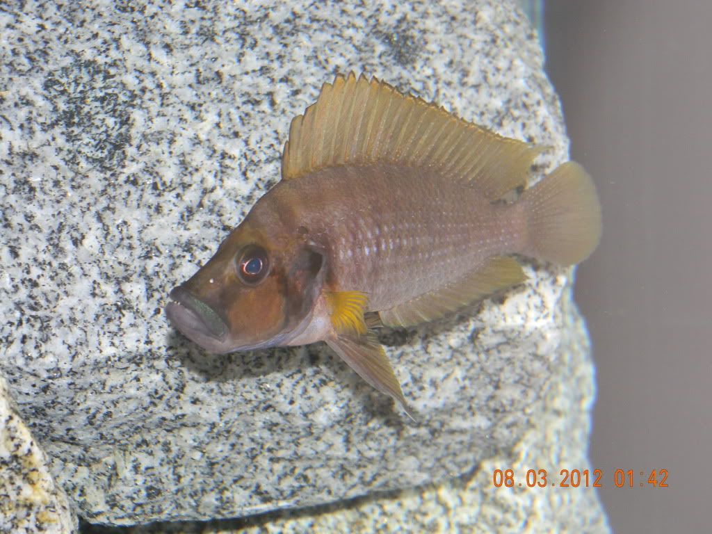 Resized Image
