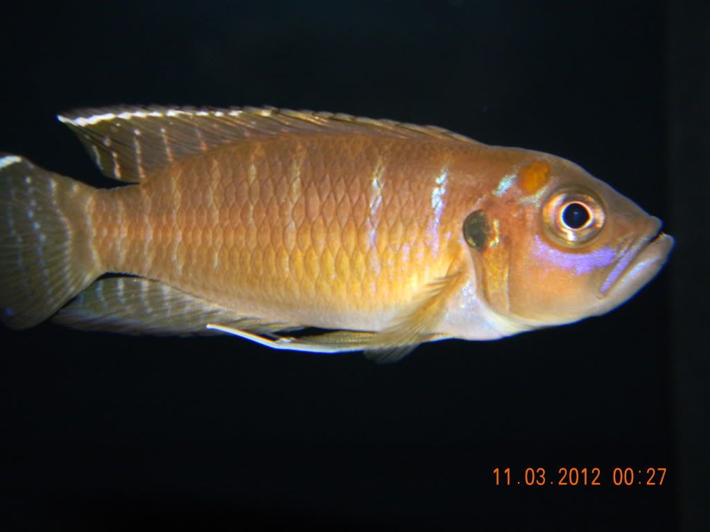 Resized Image