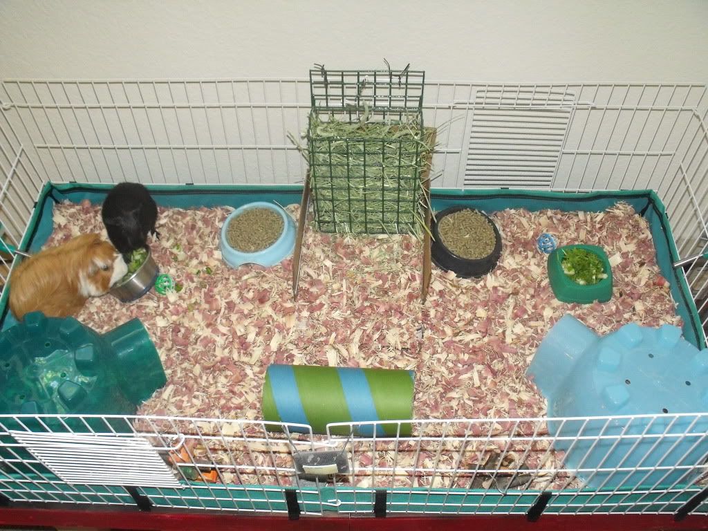 CAGE013.jpg