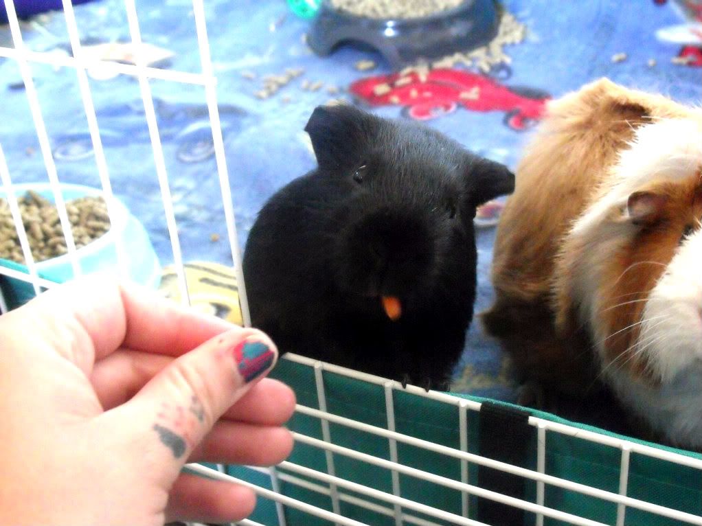 Carrots032.jpg