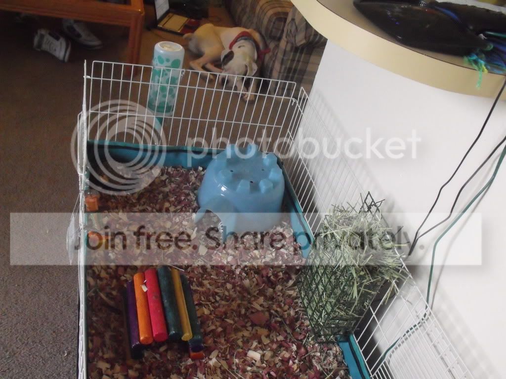 NEWPIGGLE003.jpg