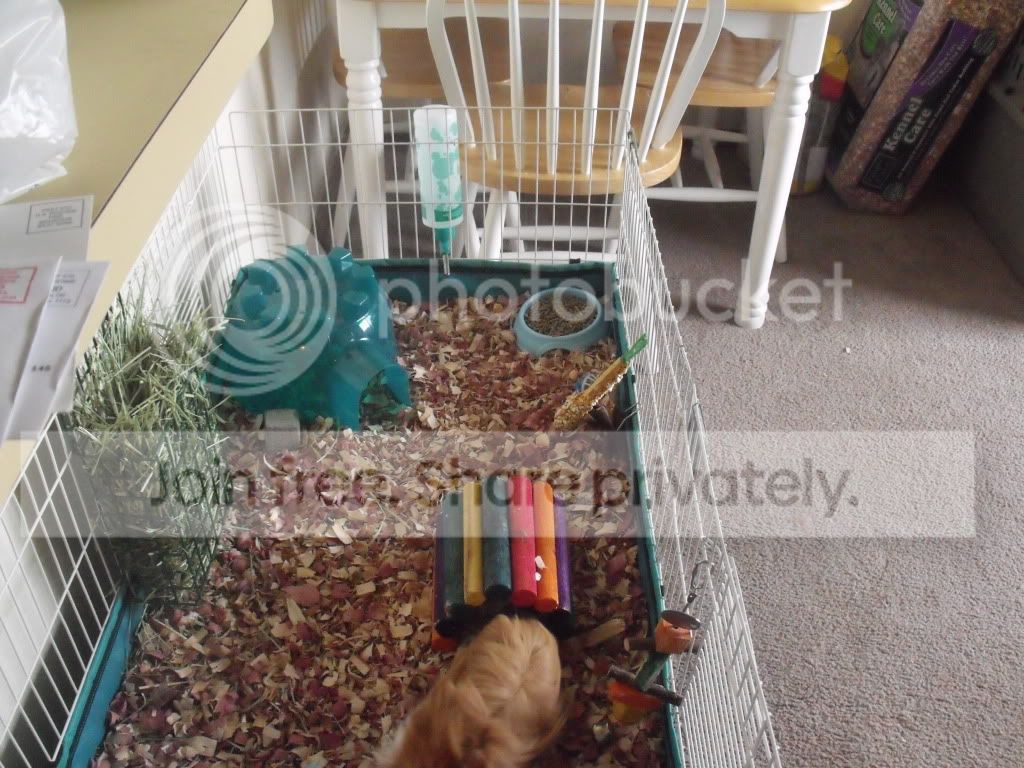 NEWPIGGLE004.jpg