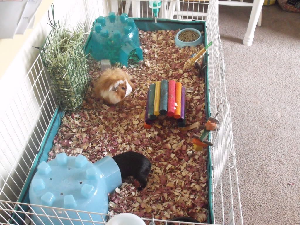 NEWPIGGLE005.jpg