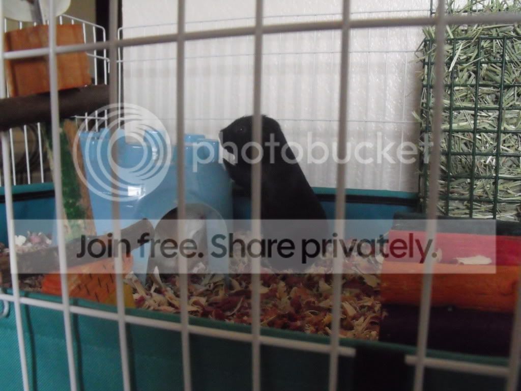 NEWPIGGLE008.jpg