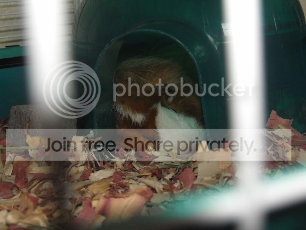 NEWPIGGLE010.jpg