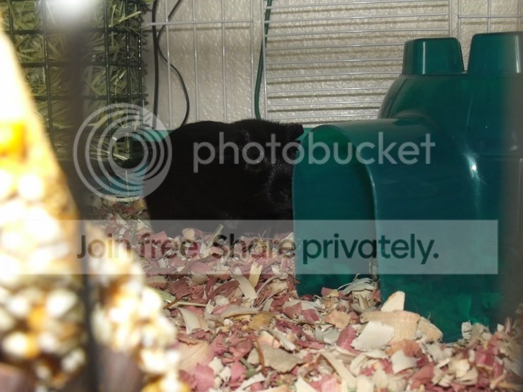 NEWPIGGLE011.jpg