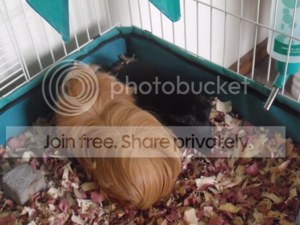 NEWPIGGLE019.jpg