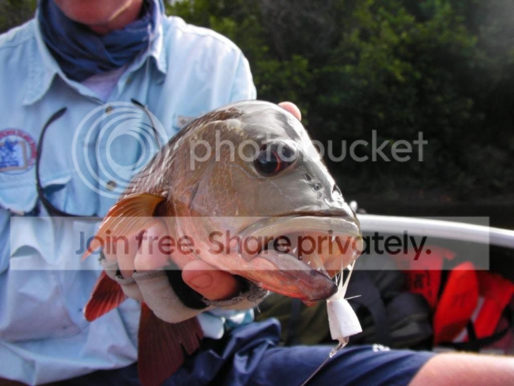 A tribute to the River Snapper.