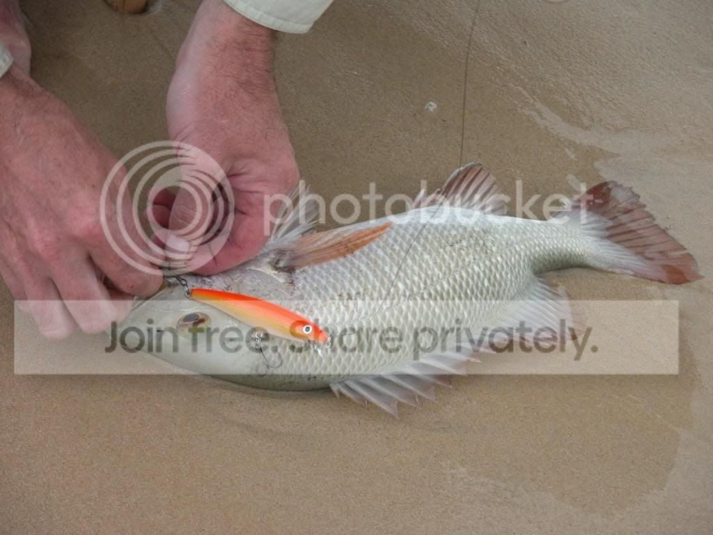 A tribute to the River Snapper.
