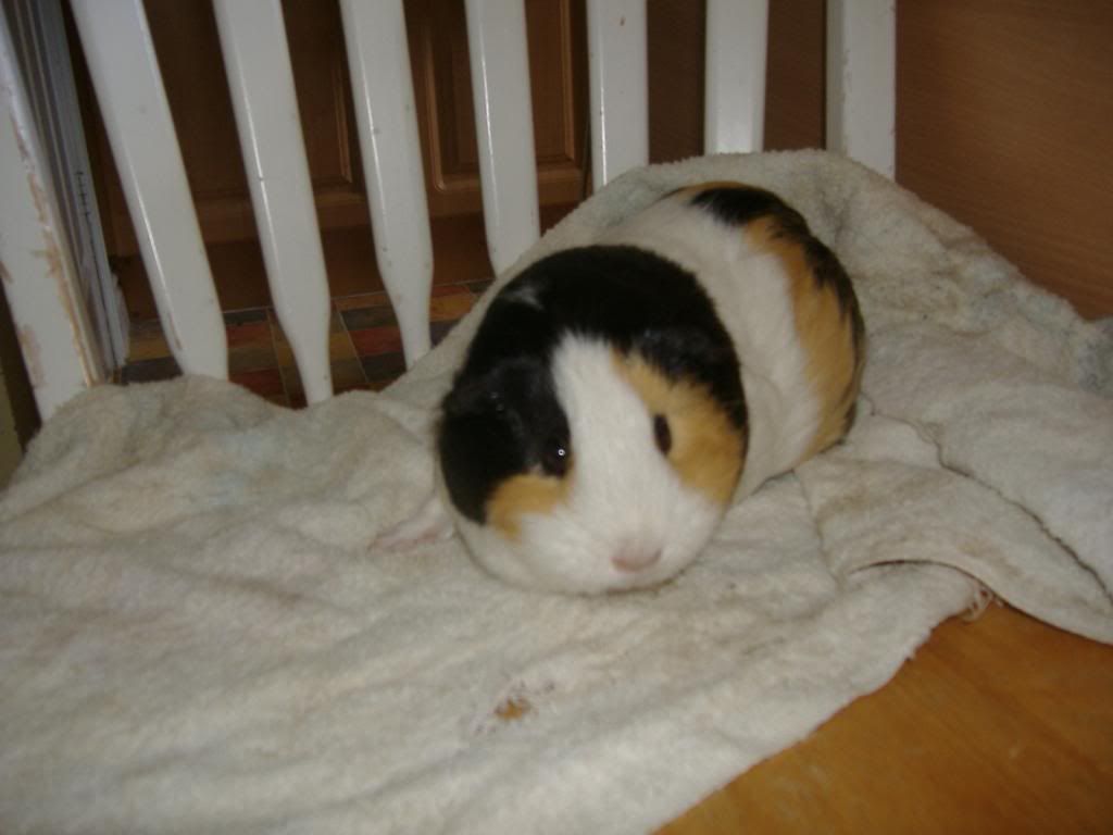 DSCF1334.jpg
