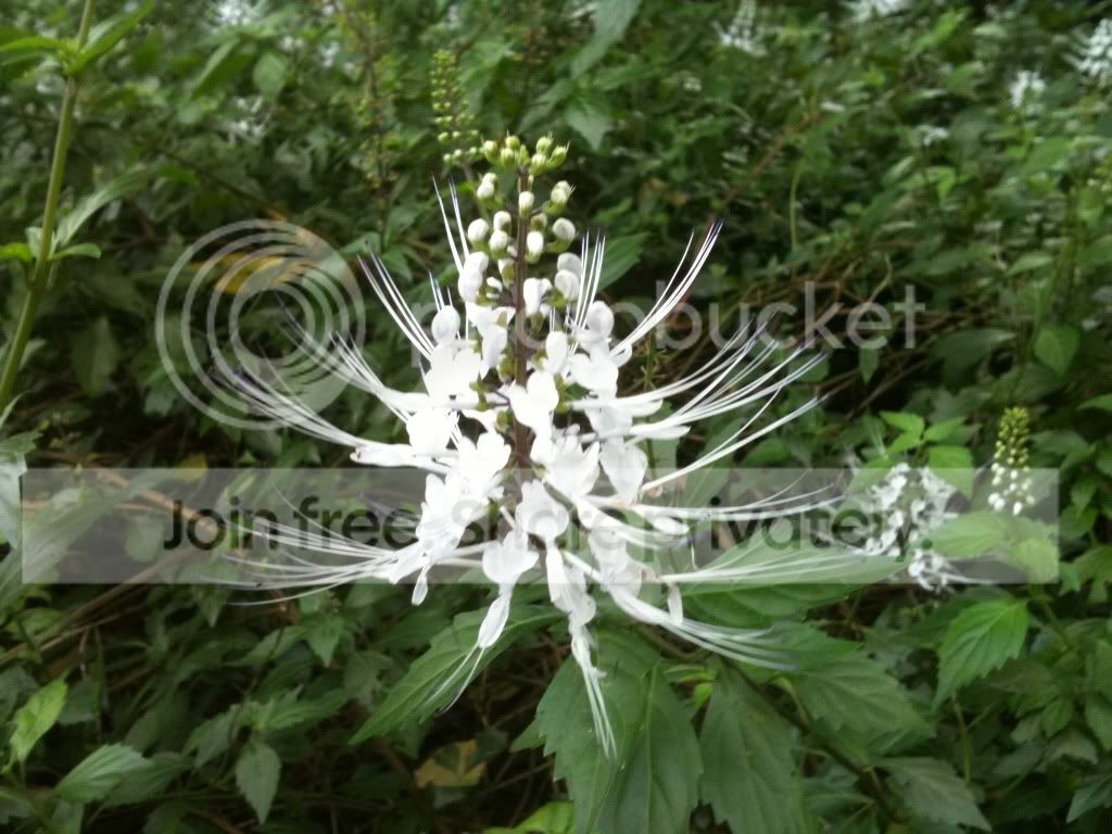 https://i1236.photobucket.com/albums/ff460/Liliana_Treeman/5751aeeb.jpg