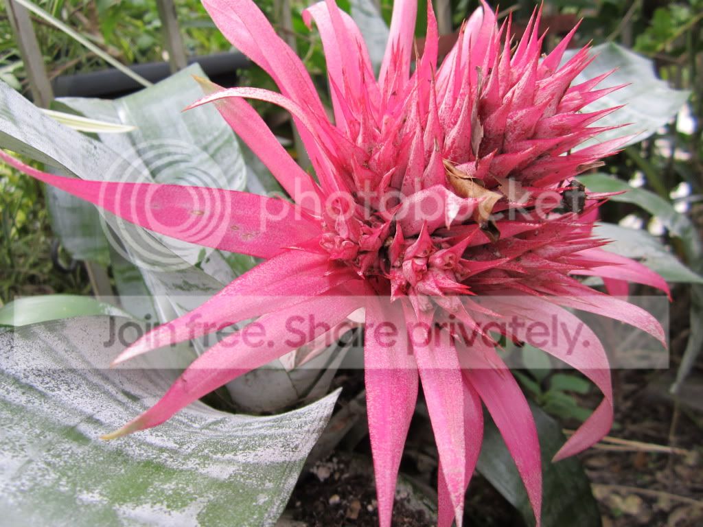 https://i1236.photobucket.com/albums/ff460/Liliana_Treeman/846d86da.jpg