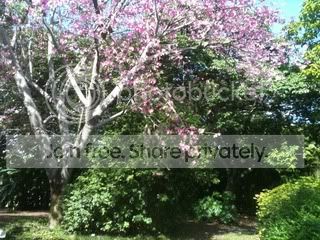 https://i1236.photobucket.com/albums/ff460/Liliana_Treeman/938226a4.jpg