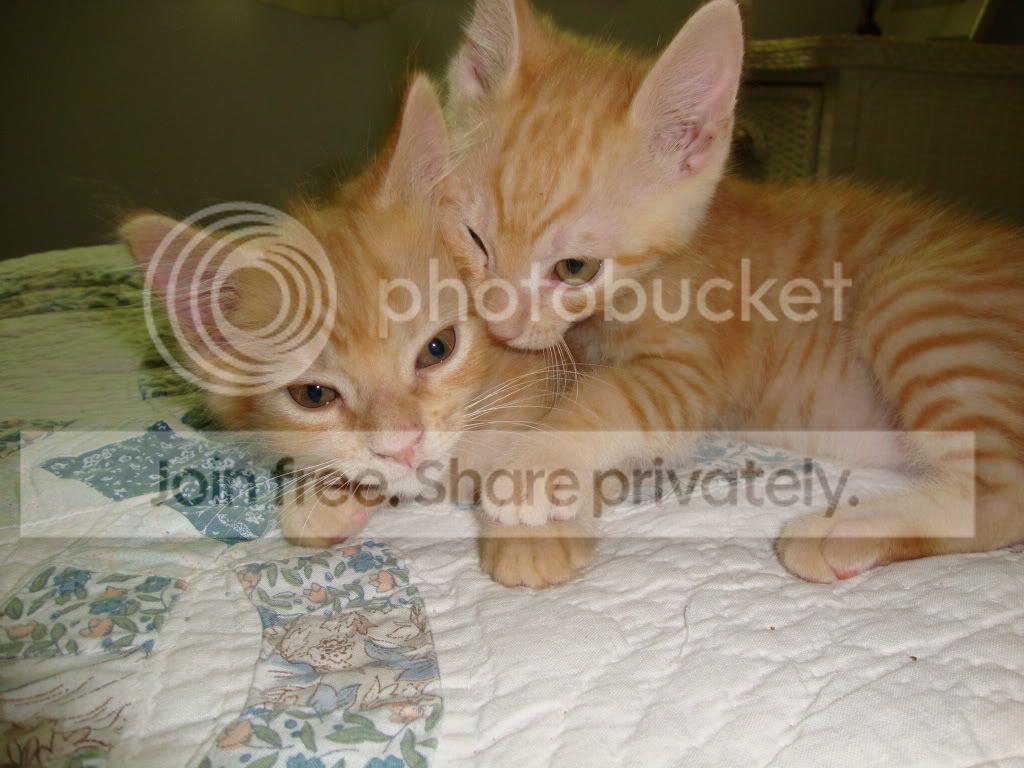 https://i1236.photobucket.com/albums/ff460/Liliana_Treeman/DSC05590.jpg