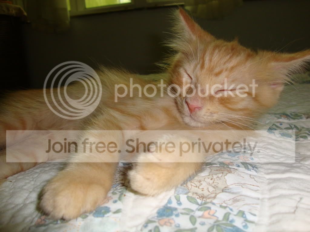 https://i1236.photobucket.com/albums/ff460/Liliana_Treeman/DSC05668.jpg