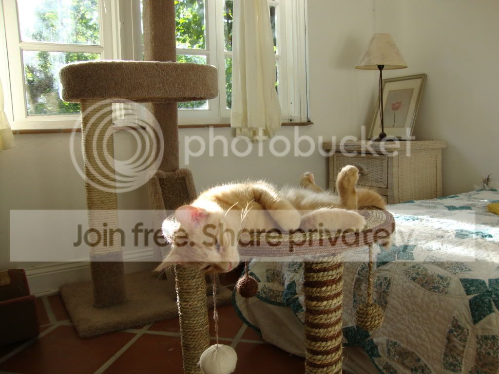 https://i1236.photobucket.com/albums/ff460/Liliana_Treeman/DSC05715.jpg