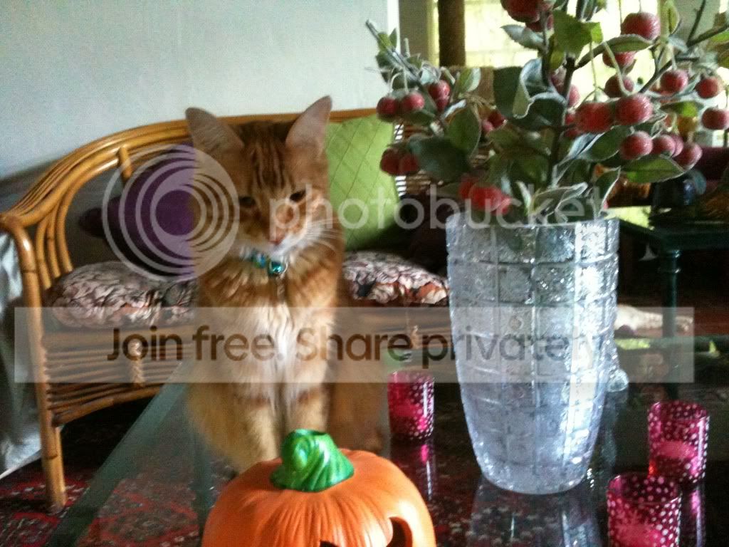 https://i1236.photobucket.com/albums/ff460/Liliana_Treeman/IMG_0041.jpg