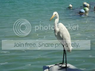 https://i1236.photobucket.com/albums/ff460/Liliana_Treeman/KeyWest2011010-1.jpg