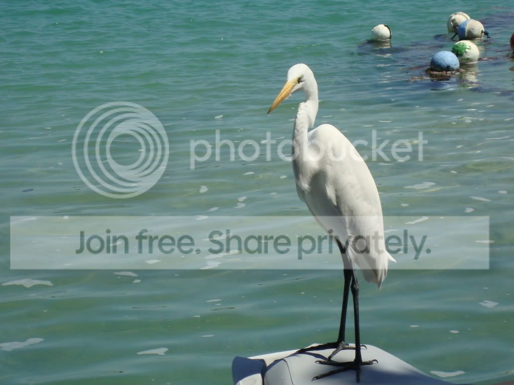 https://i1236.photobucket.com/albums/ff460/Liliana_Treeman/KeyWest2011010.jpg