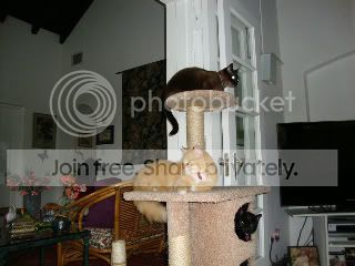 https://i1236.photobucket.com/albums/ff460/Liliana_Treeman/KeyWest2011087-1.jpg